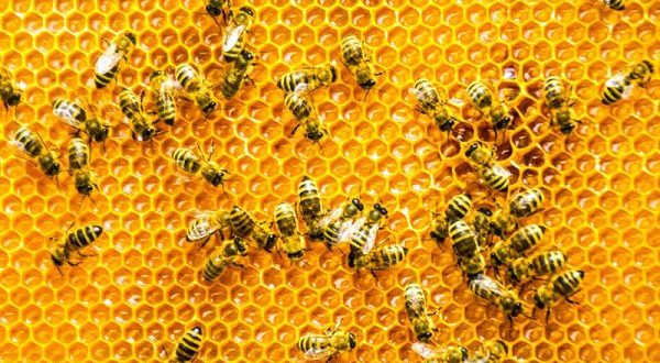 عسل در رژیم گیاهی