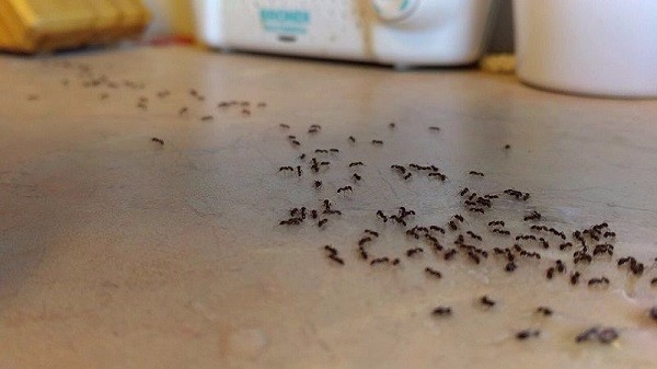 حشره کش های طبیعی در مسیر مورچه ها